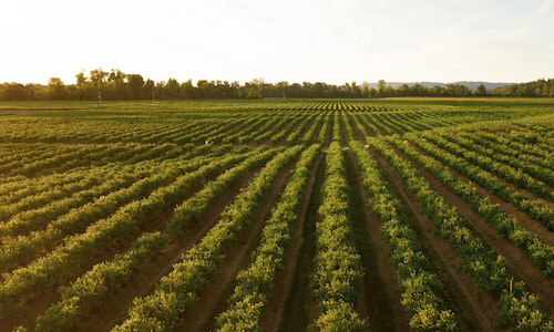 Farming